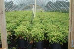 Atlanta Plant Nursery