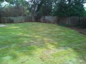 Bermuda Grass Atlanta