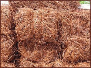 Long Needle Pine Straw