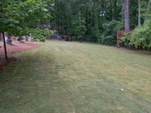 Zoysia Grass Atlanta