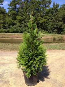 Buy Green Giant Arborvitae