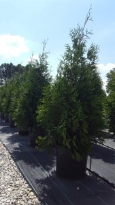 Green Giant Arborvitae Trees