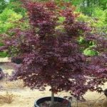 Bloodgood Japanese Maple