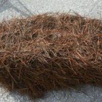 Buy Pine Straw