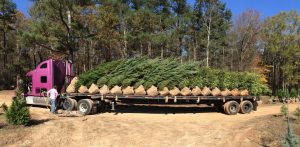 Buy Trees Online