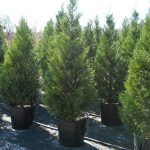 Tree Nursery