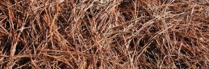 Pine Straw Installation