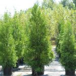 Tree Farm